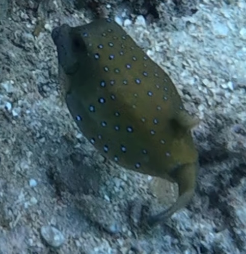 Yellow Boxfish (Ostracion cubicum)
