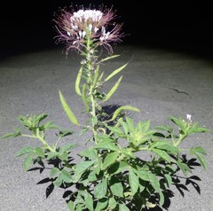 Polanisia dodecandra trachysperma