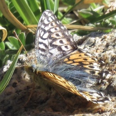 Boloria alaskensis halli