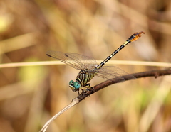 Paragomphus lineatus