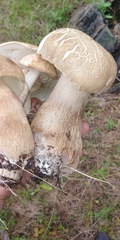 Boletus betulicola