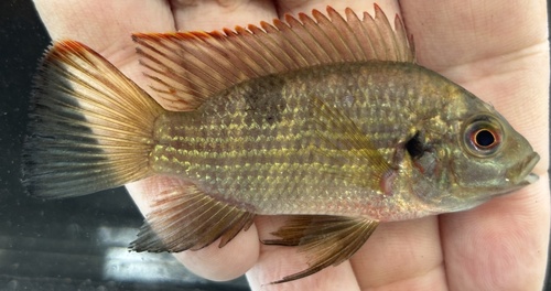 Buettikofer's cichlid (Pelmatochromis buettikoferi) — Cichlidae — 2