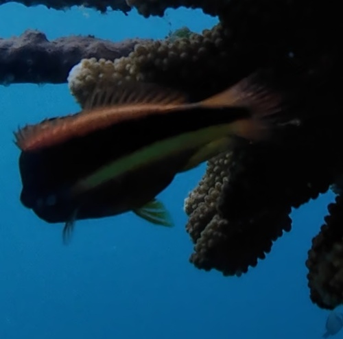 Freckled Hawkfish (Paracirrhites forsteri)