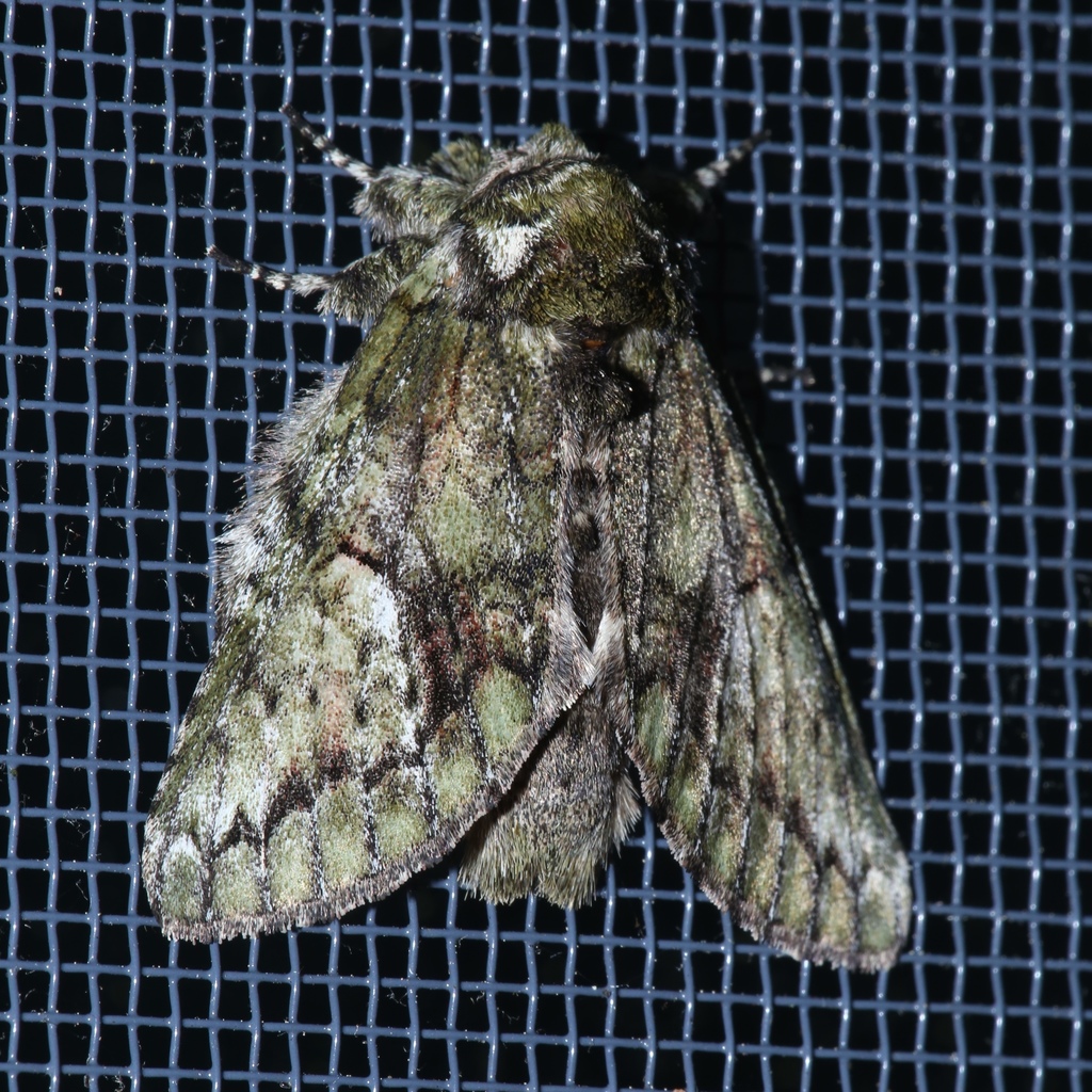 White-blotched Heterocampa Moth
