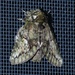 White-blotched Heterocampa Moth - Photo (c) Laura Gaudette, some rights reserved (CC BY), uploaded by Laura Gaudette