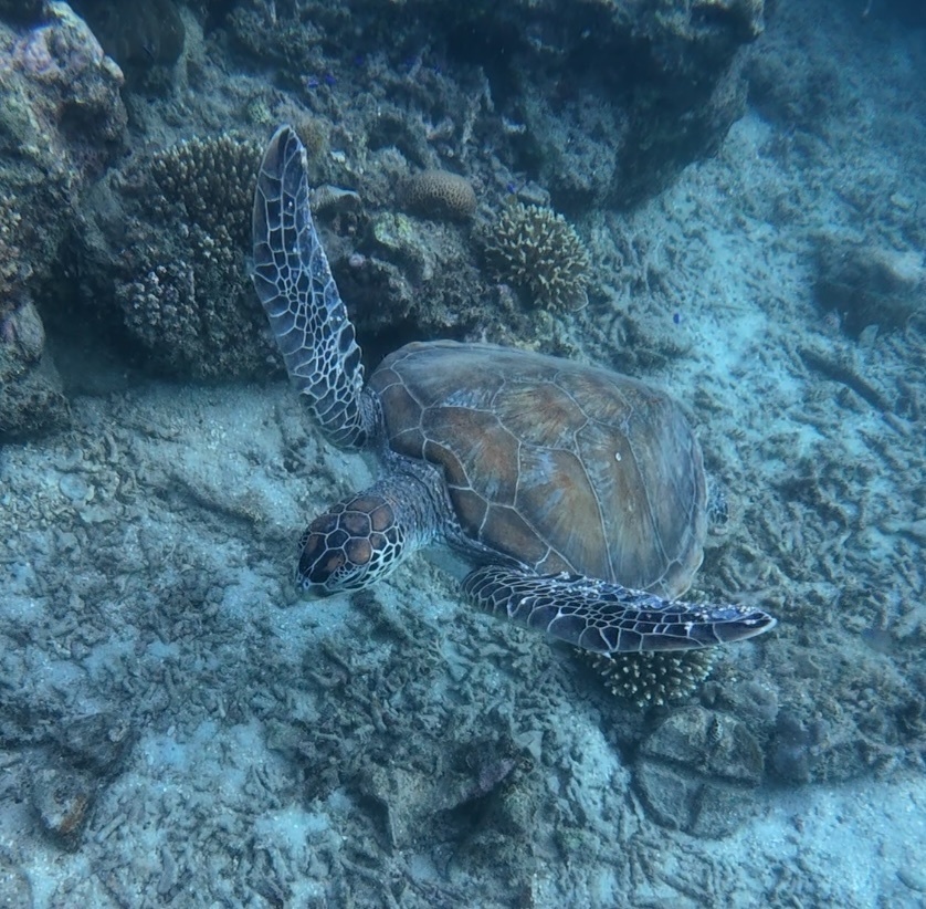 Green Sea Turtle (Chelonia mydas) — recorded at Sunken Island