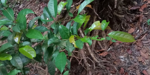 Elaeocarpus mastersii observed 2025-04-10
