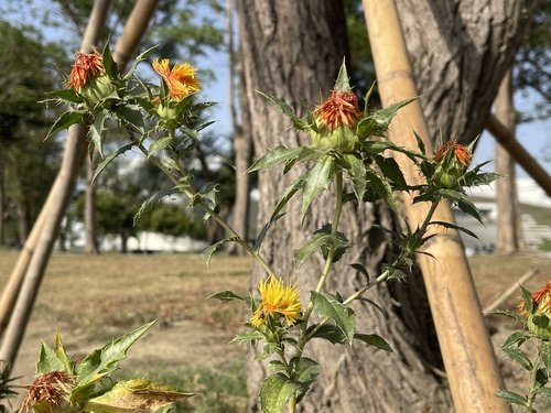 Foto de Cártamo