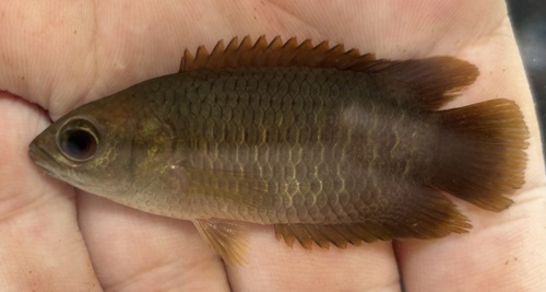 Tailspot Ctenopoma