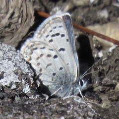 Icaricia shasta