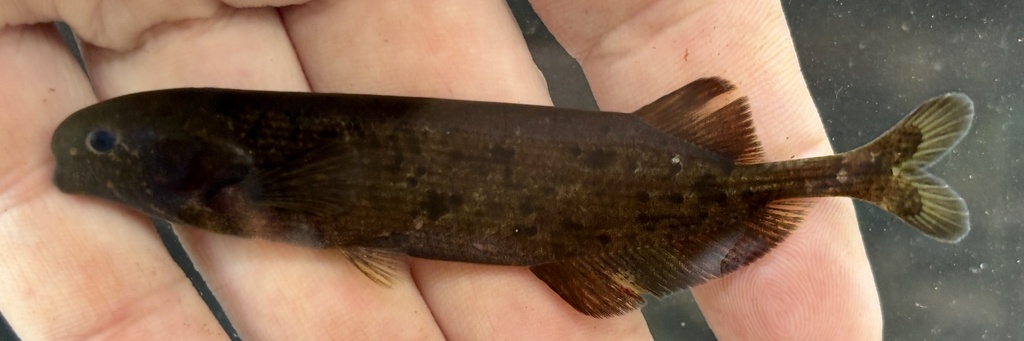 Brienomyrus elephantfish (Brienomyrus brachyistius) — Mormyridae