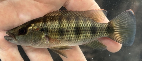 Banded Jewelfish