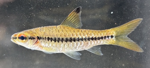 Largeeye barb (Enteromius macrops) — Cyprinidae — 5