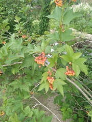 Viburnum opulus