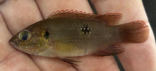 Jewel Cichlid