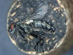 Sarcophaga crassimargo