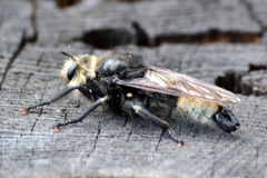 Laphria gibbosa
