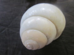 Helicostyla effusa