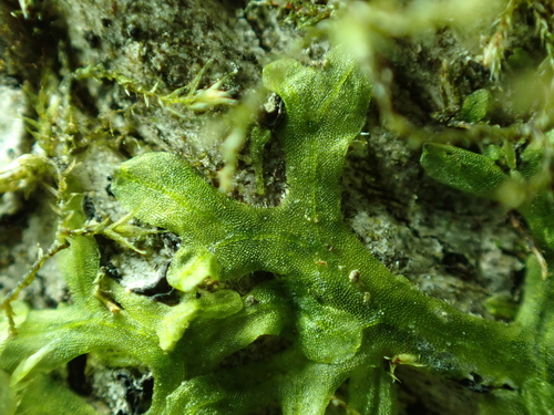 Image of Metzgeria conjugata by no rights reserved