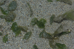 Halophila ovalis