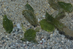 Halophila ovalis