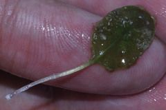 Halophila ovalis