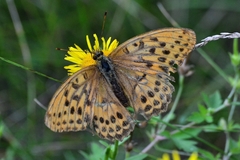 Argynnis sagana