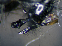 Sarcophaga crassimargo