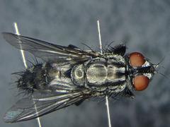 Sarcophaga crassimargo