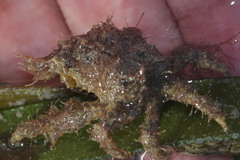 Majidae