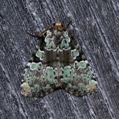 Leuconycta lepidula