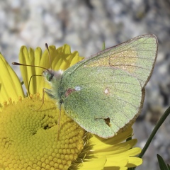 Colias meadii