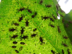 Corythucha associata