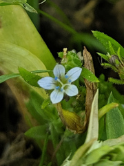 Allophyllum capillare