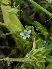 Allophyllum capillare