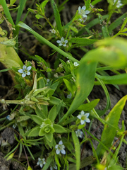 Allophyllum capillare