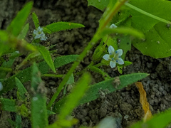 Allophyllum capillare