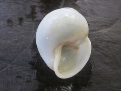 Helicostyla effusa