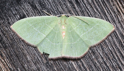 Red-fronted Emerald photo 2