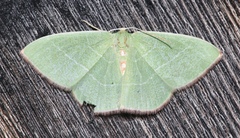 Nemoria rubrifrontaria