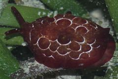 Pleurobranchus forskalii
