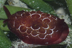 Pleurobranchus forskalii