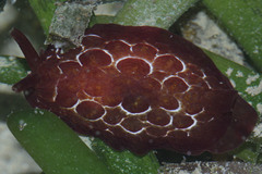 Pleurobranchus forskalii
