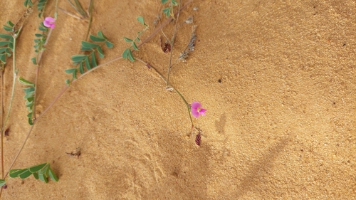 Purple Hoarypea