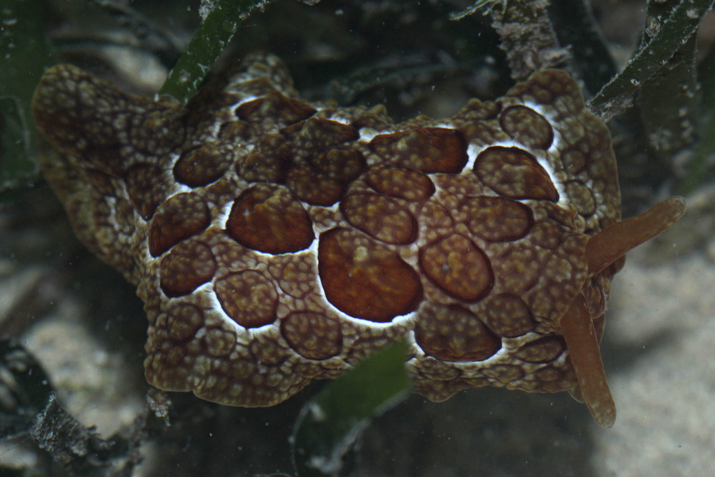 Forskal's sidegill slug