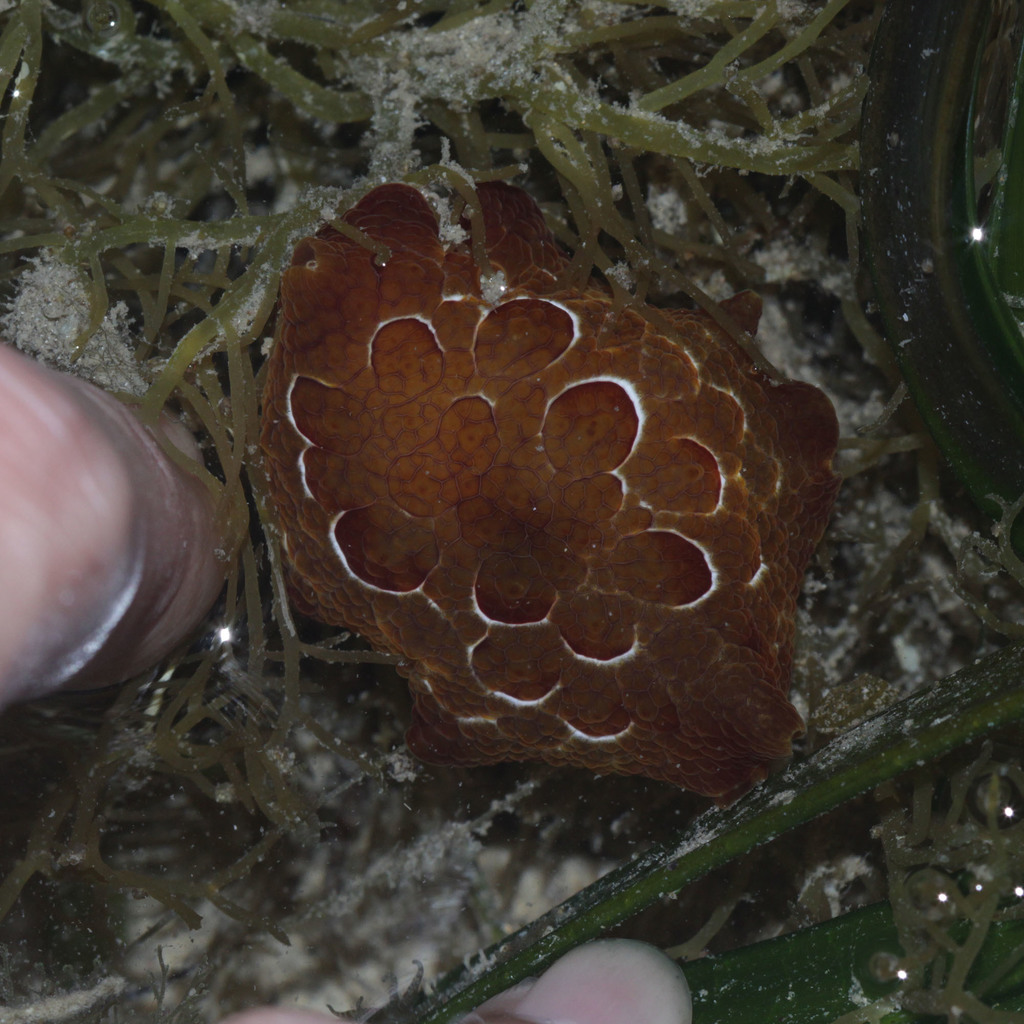 Forskal's sidegill slug
