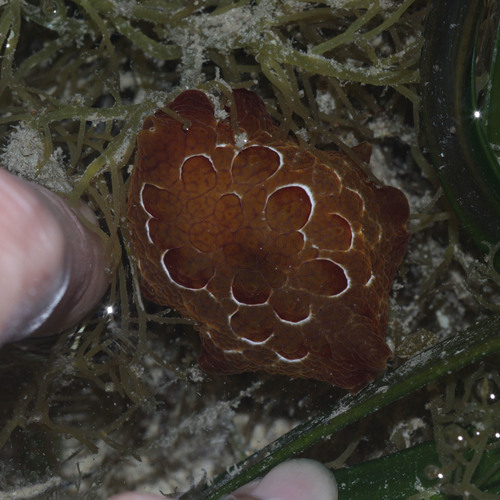 Forsskål's Pleurobranch (Pleurobranchus forskalii)