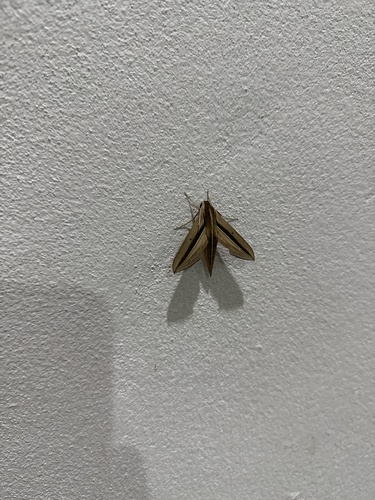 Brown-Banded Hunter Hawkmoth