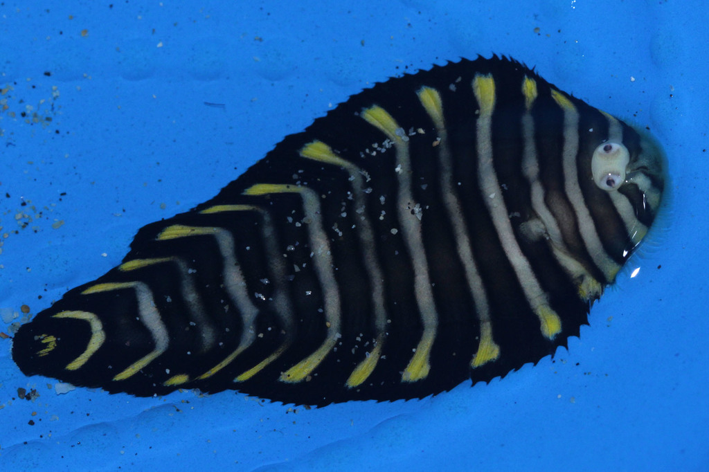 Unicorn sole