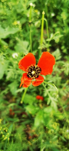 Asian Corn Poppy